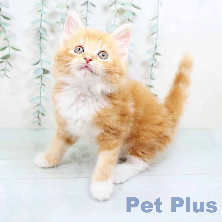 ノルウェージャンフォレストキャットの写真2