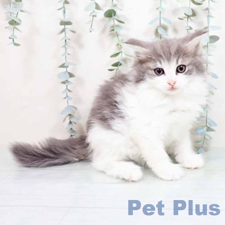 ノルウェージャンフォレストキャット