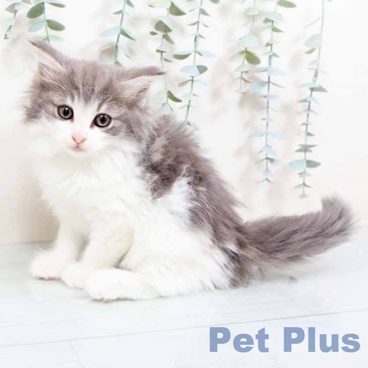 ノルウェージャンフォレストキャット