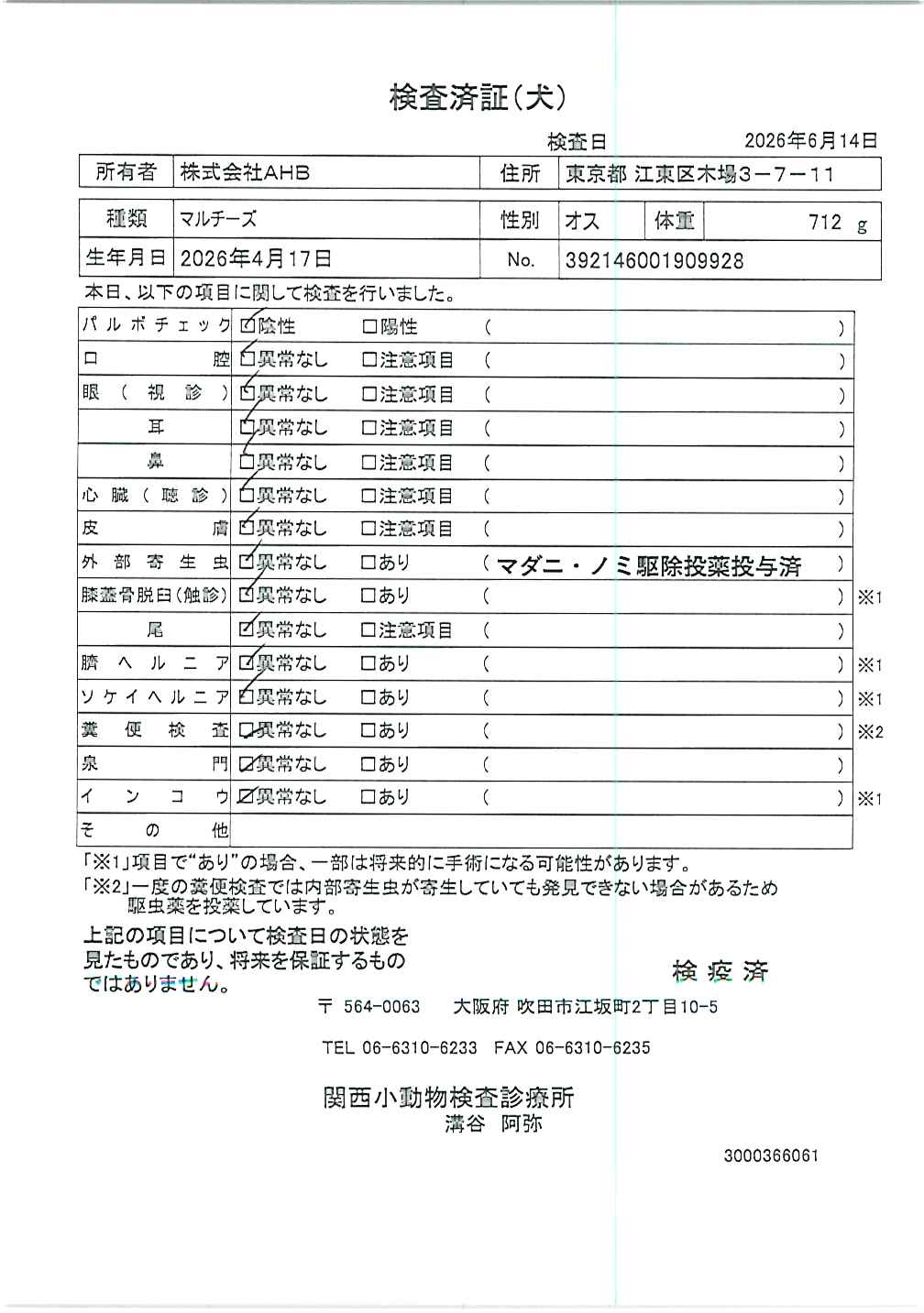 マルチーズ