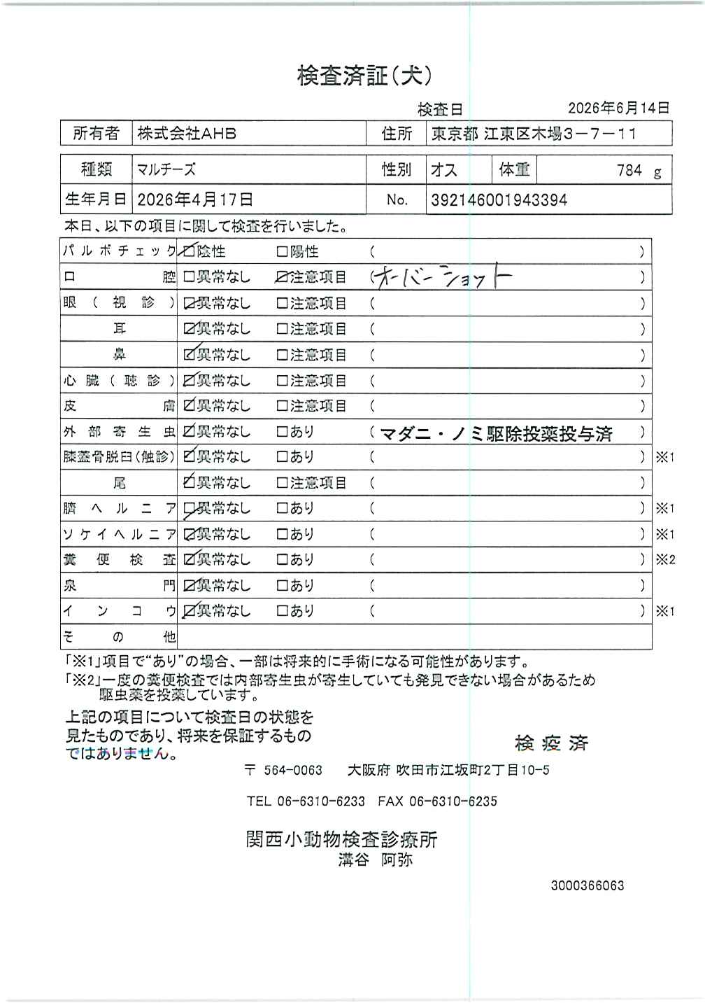 マルチーズ