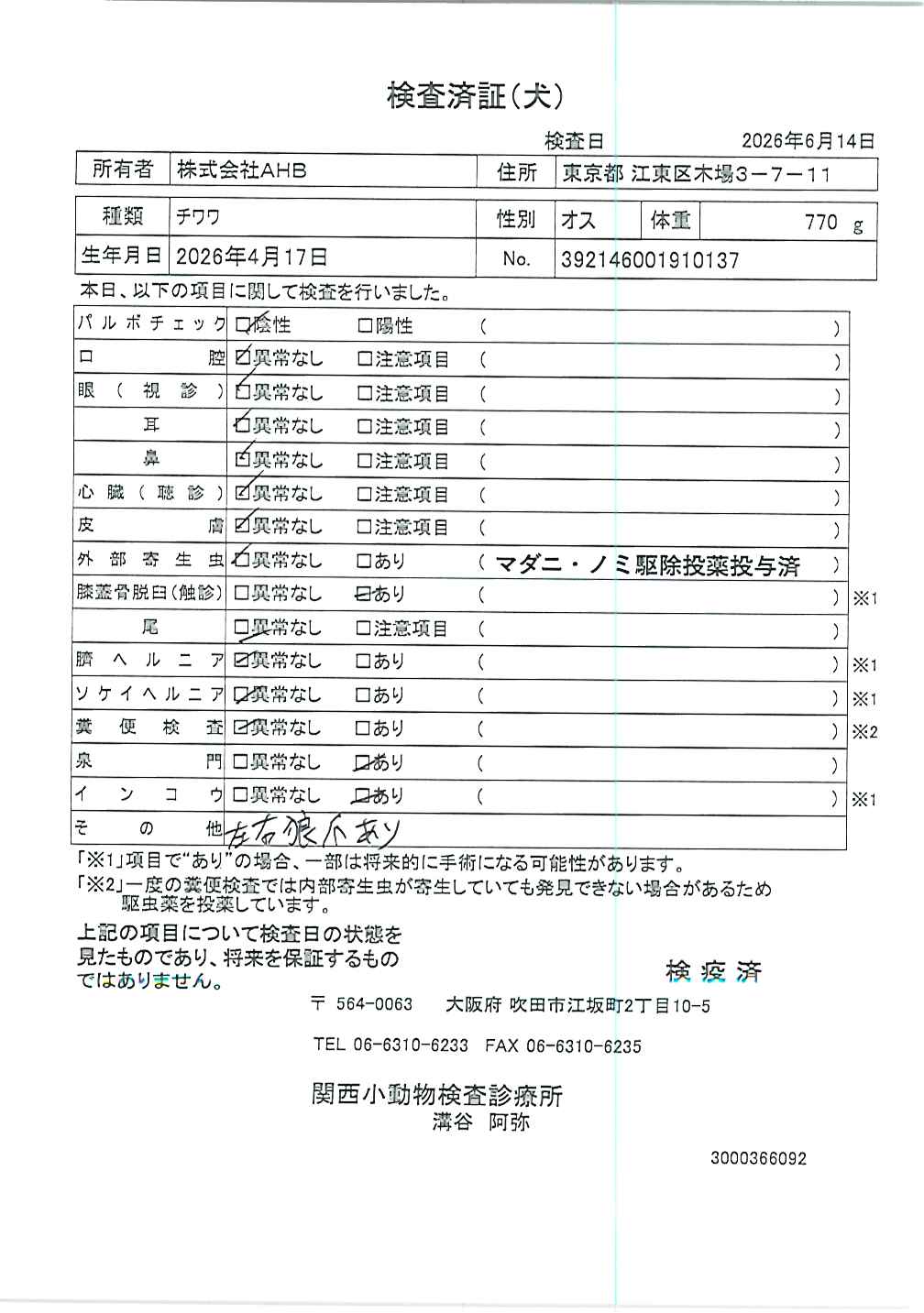 チワワ