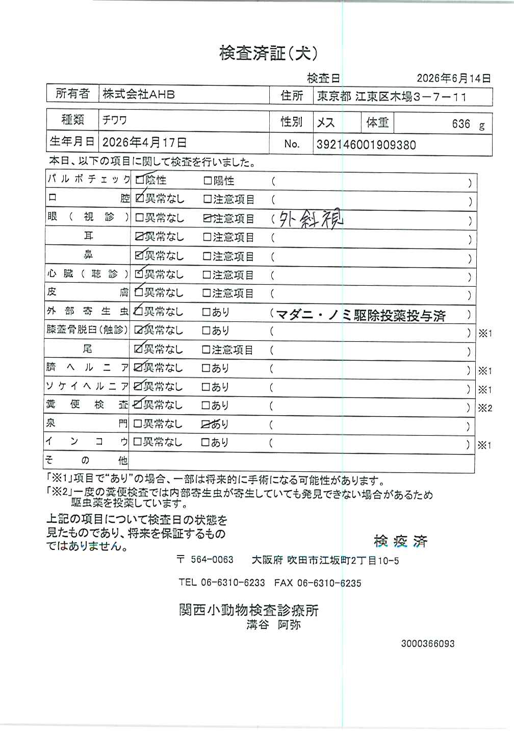 チワワ