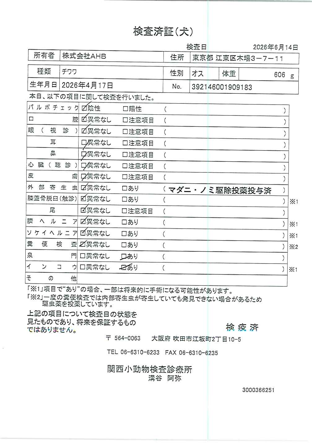 チワワ
