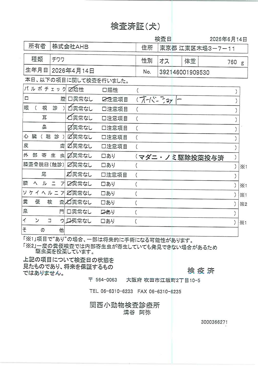 チワワ