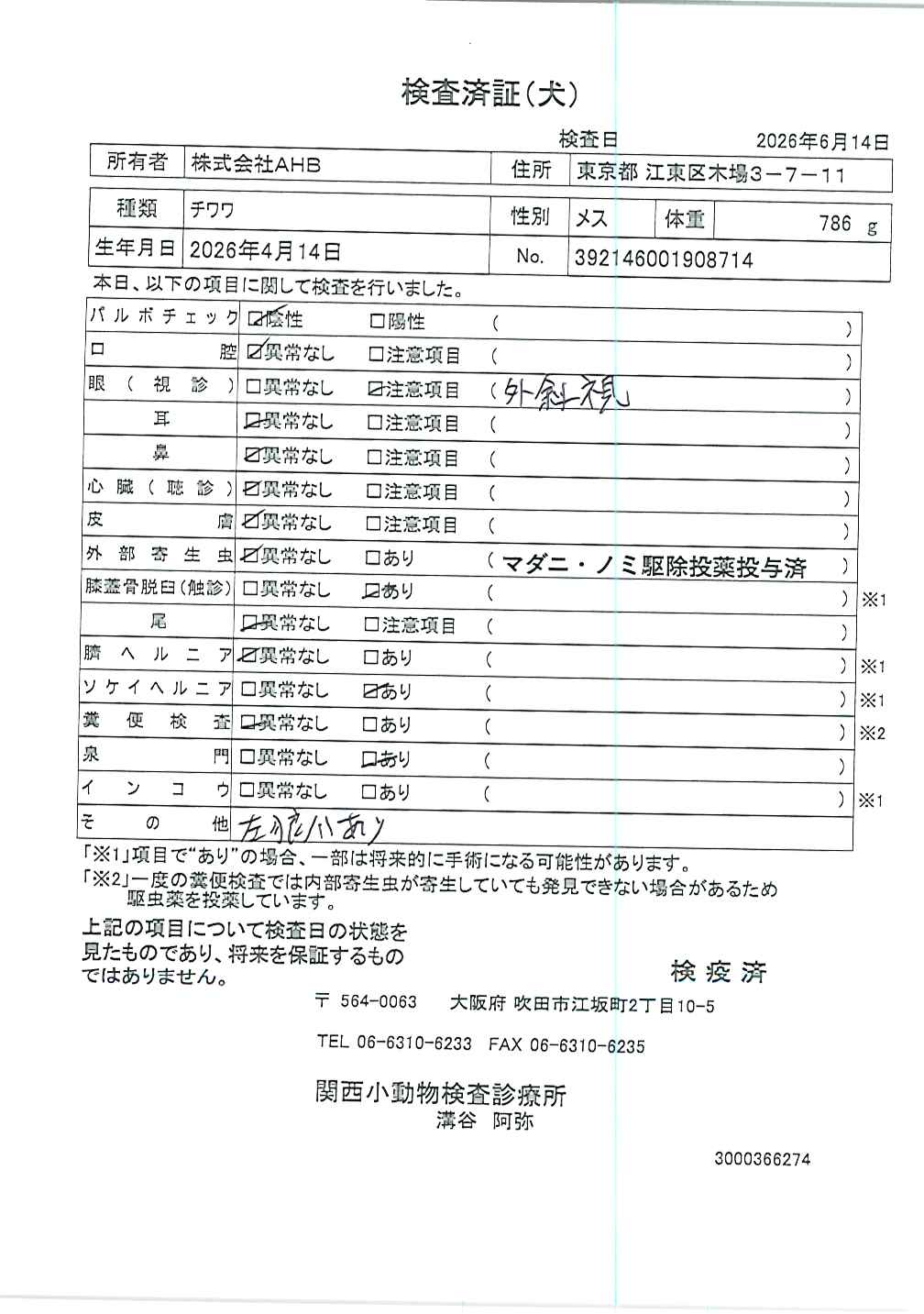 チワワ