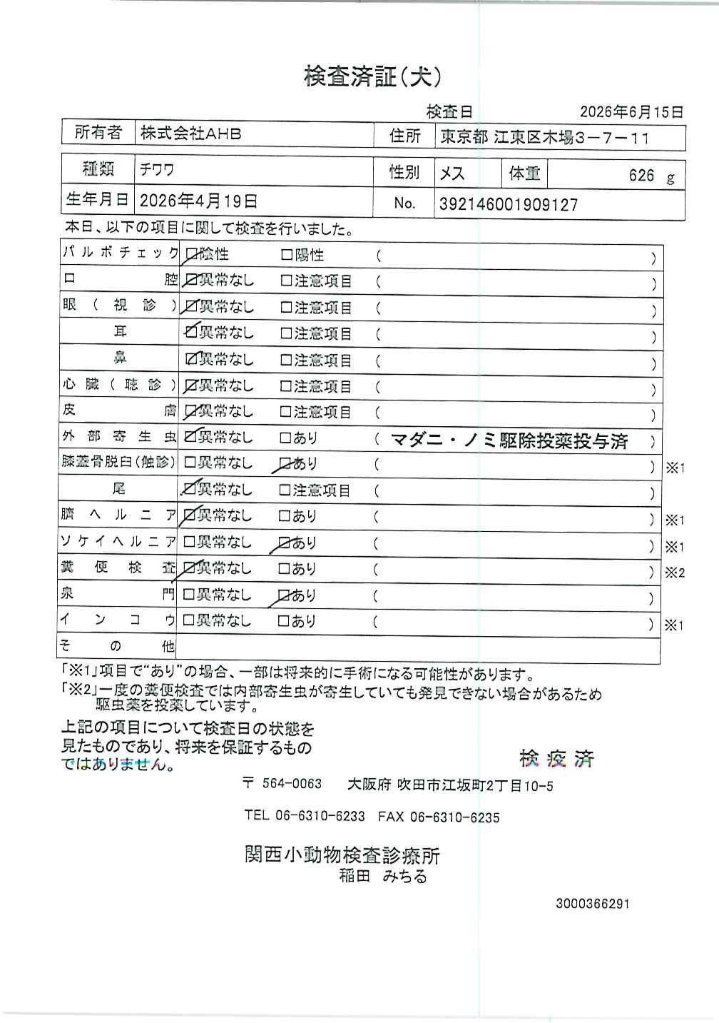 チワワ