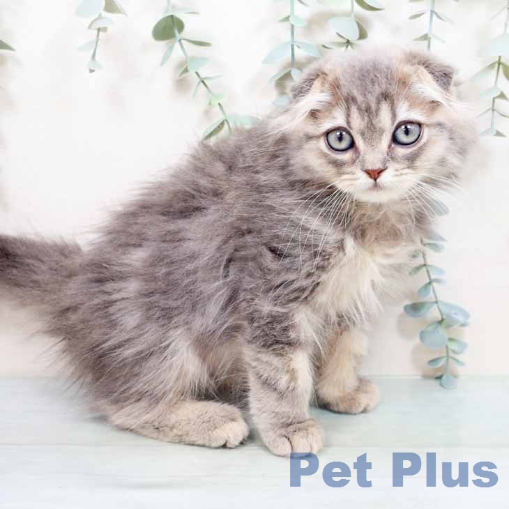スコティッシュフォールド