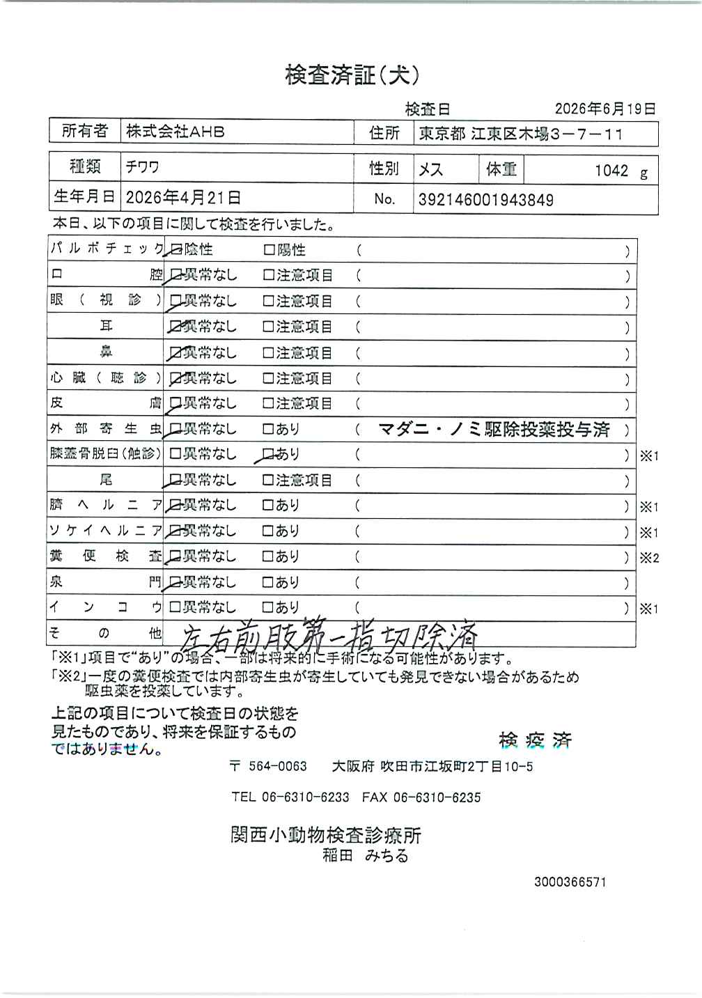 チワワ
