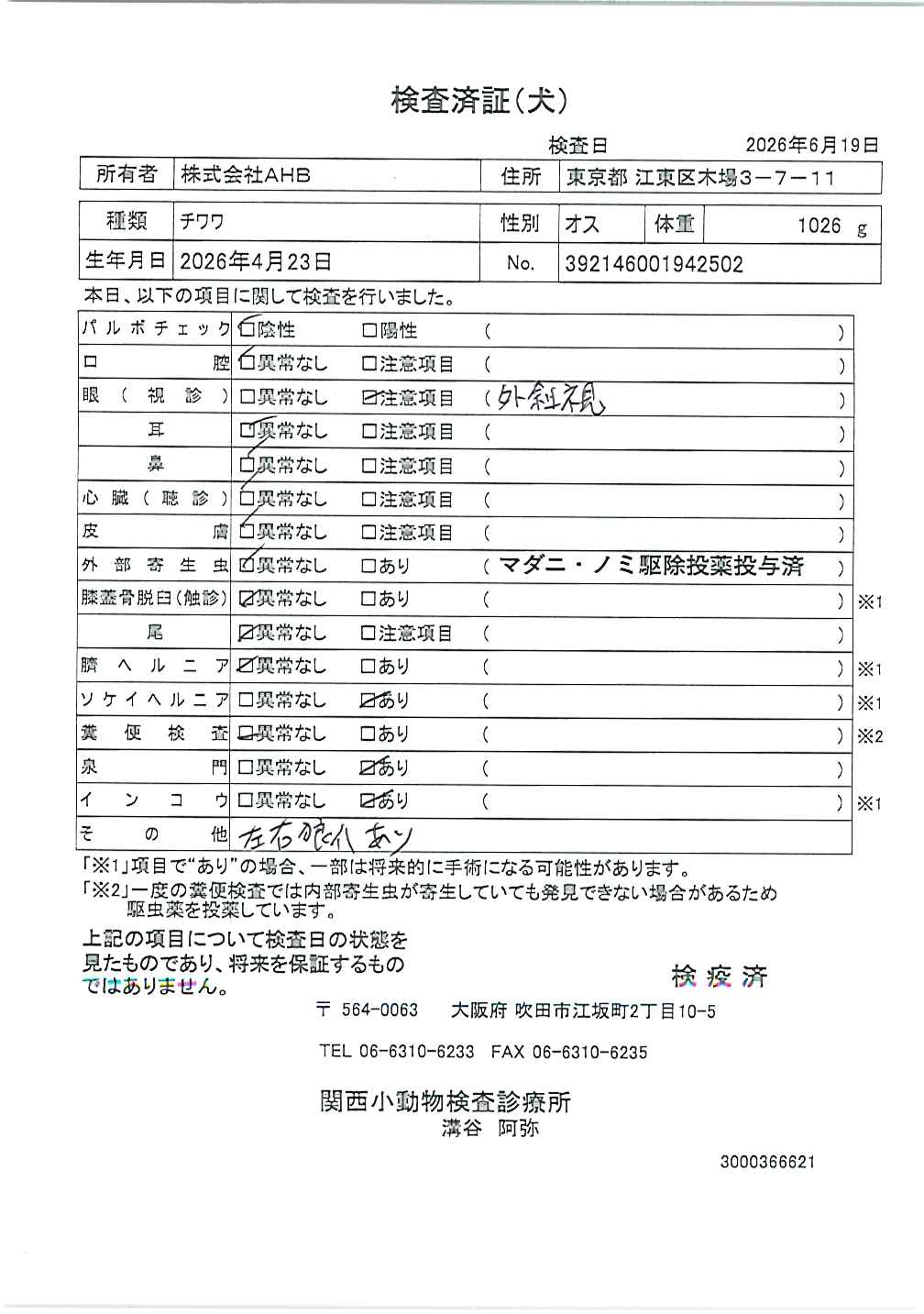 チワワ
