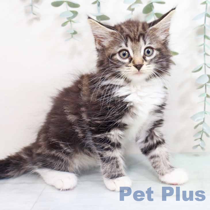 ノルウェージャンフォレストキャット