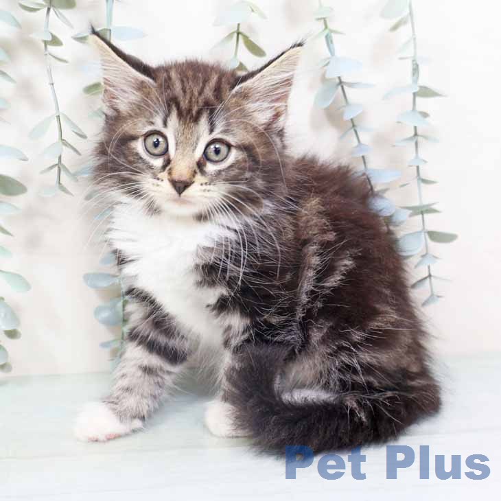 ノルウェージャンフォレストキャットの写真2