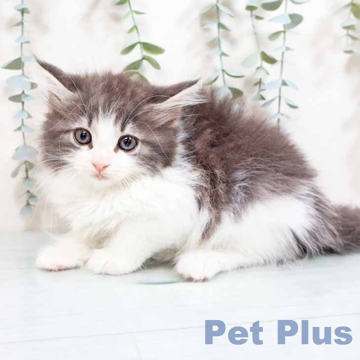 ノルウェージャンフォレストキャットの写真2