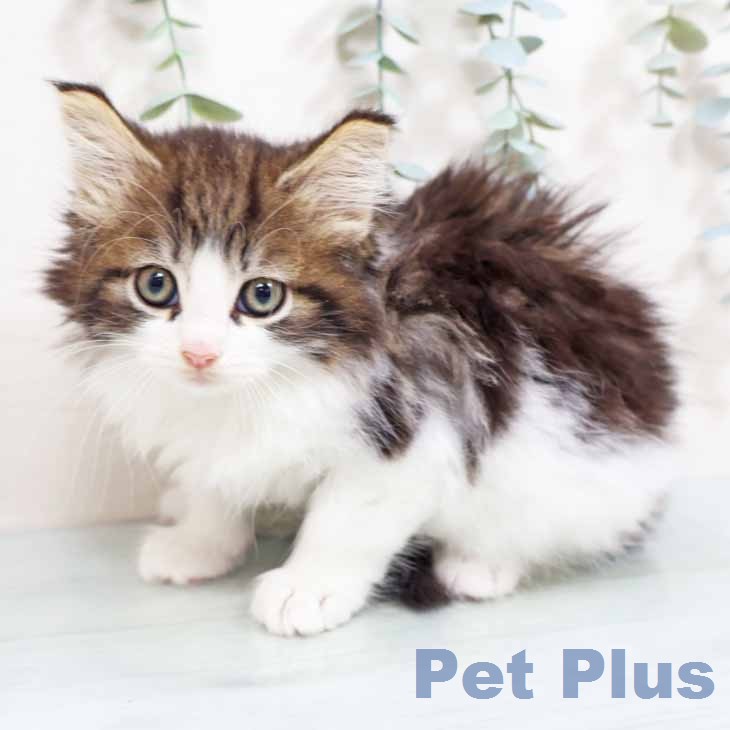 ノルウェージャンフォレストキャットの写真2