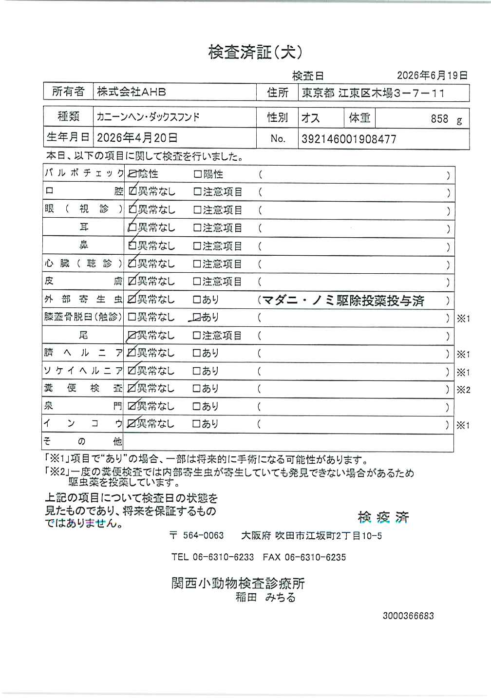 カニーンヘン・ダックスフンド