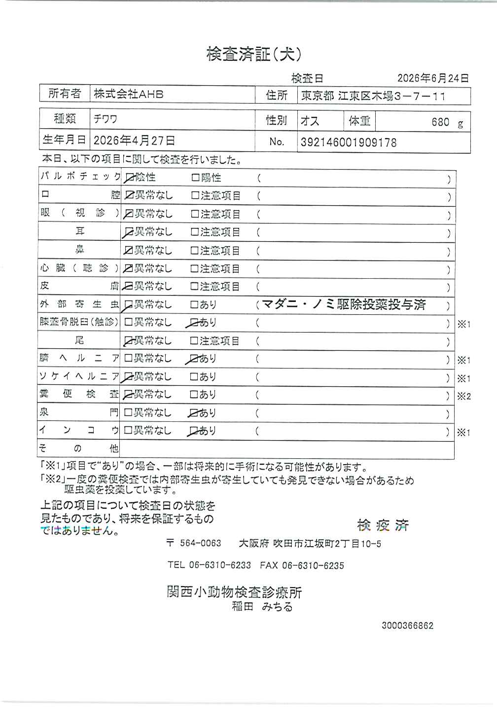 チワワ