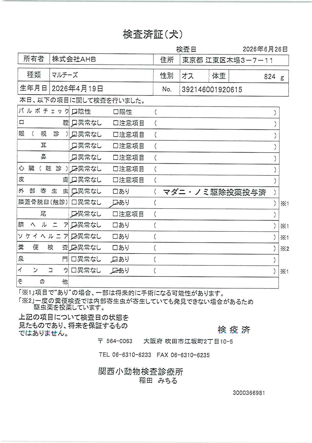 マルチーズ