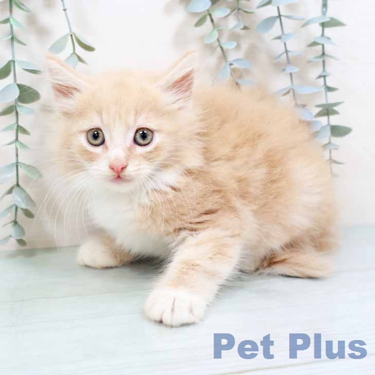 ノルウェージャンフォレストキャット