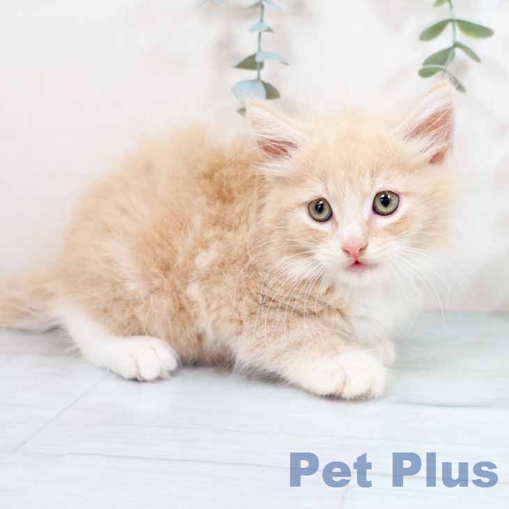 ノルウェージャンフォレストキャットの写真2