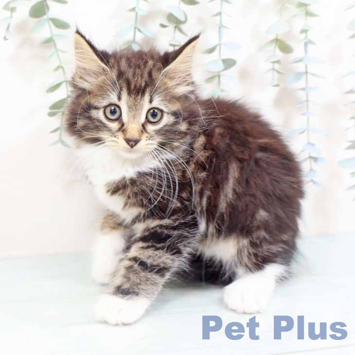 ノルウェージャンフォレストキャット