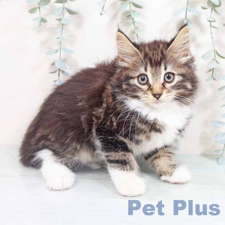 ノルウェージャンフォレストキャットの写真2