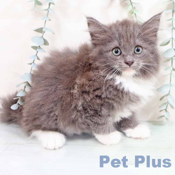 ノルウェージャンフォレストキャットの写真2