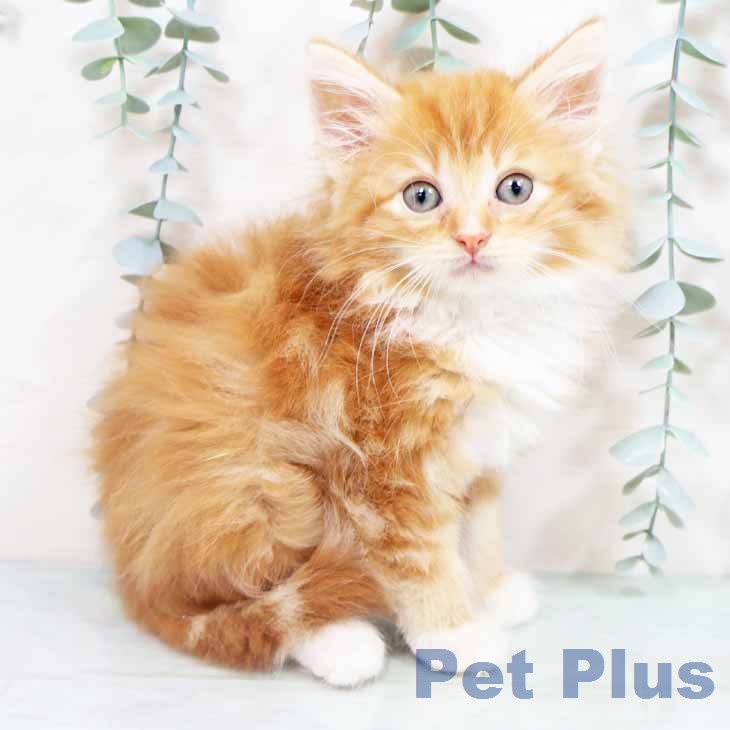 ノルウェージャンフォレストキャット
