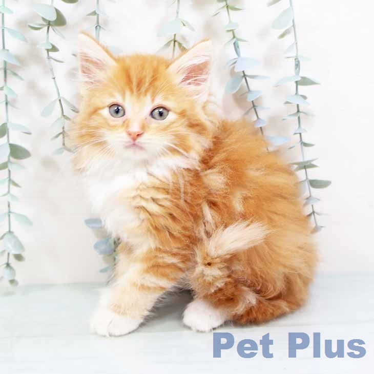 ノルウェージャンフォレストキャットの写真2