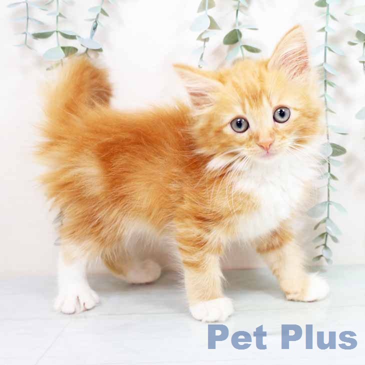 ノルウェージャンフォレストキャット