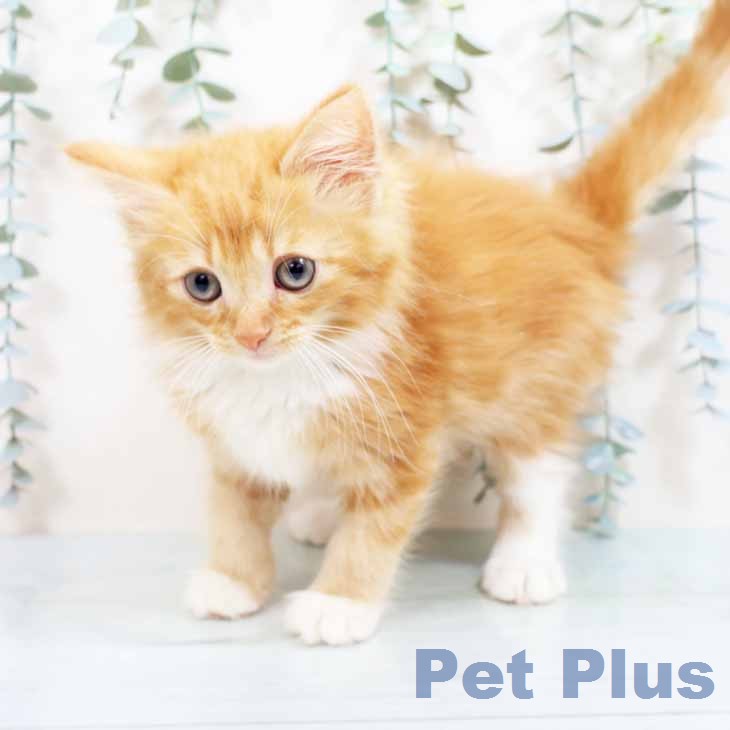 ノルウェージャンフォレストキャットの写真2