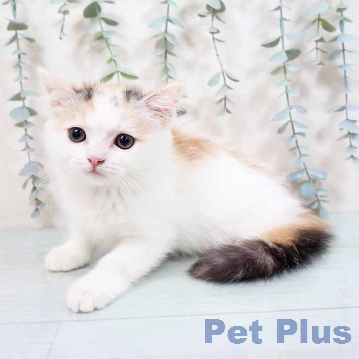 スコティッシュフォールドの写真2