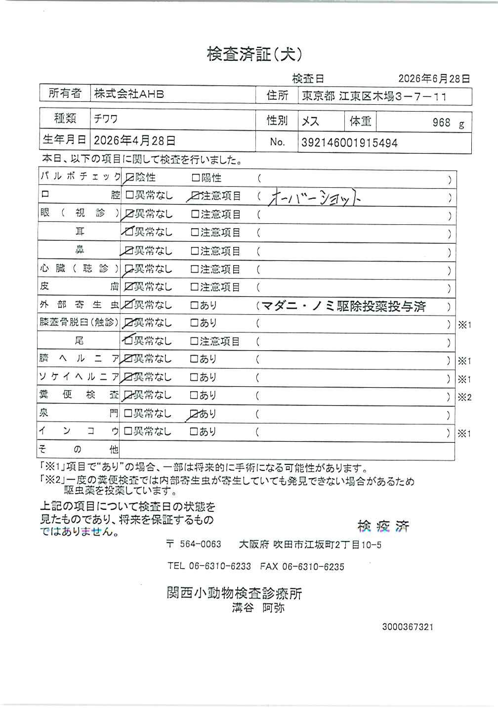 チワワ