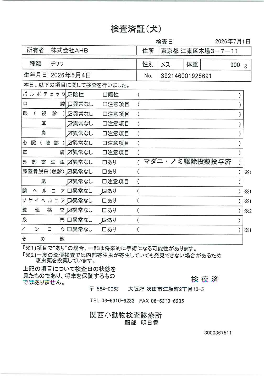 チワワ