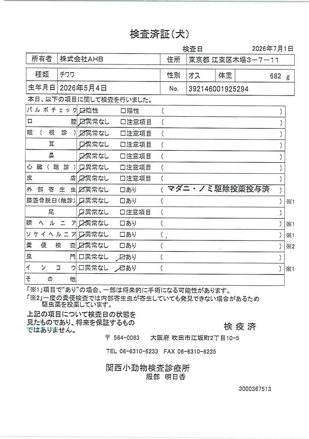 チワワ