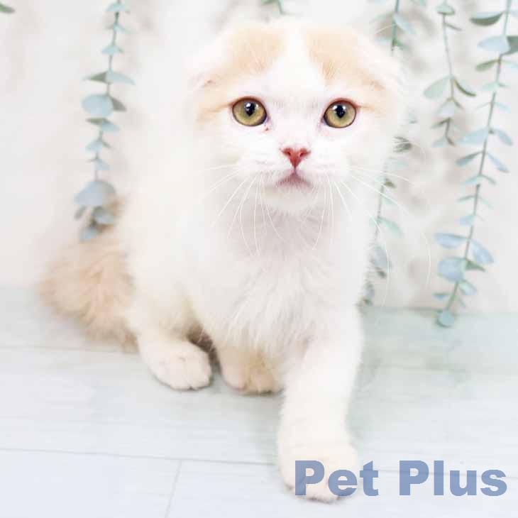 スコティッシュフォールドの写真2