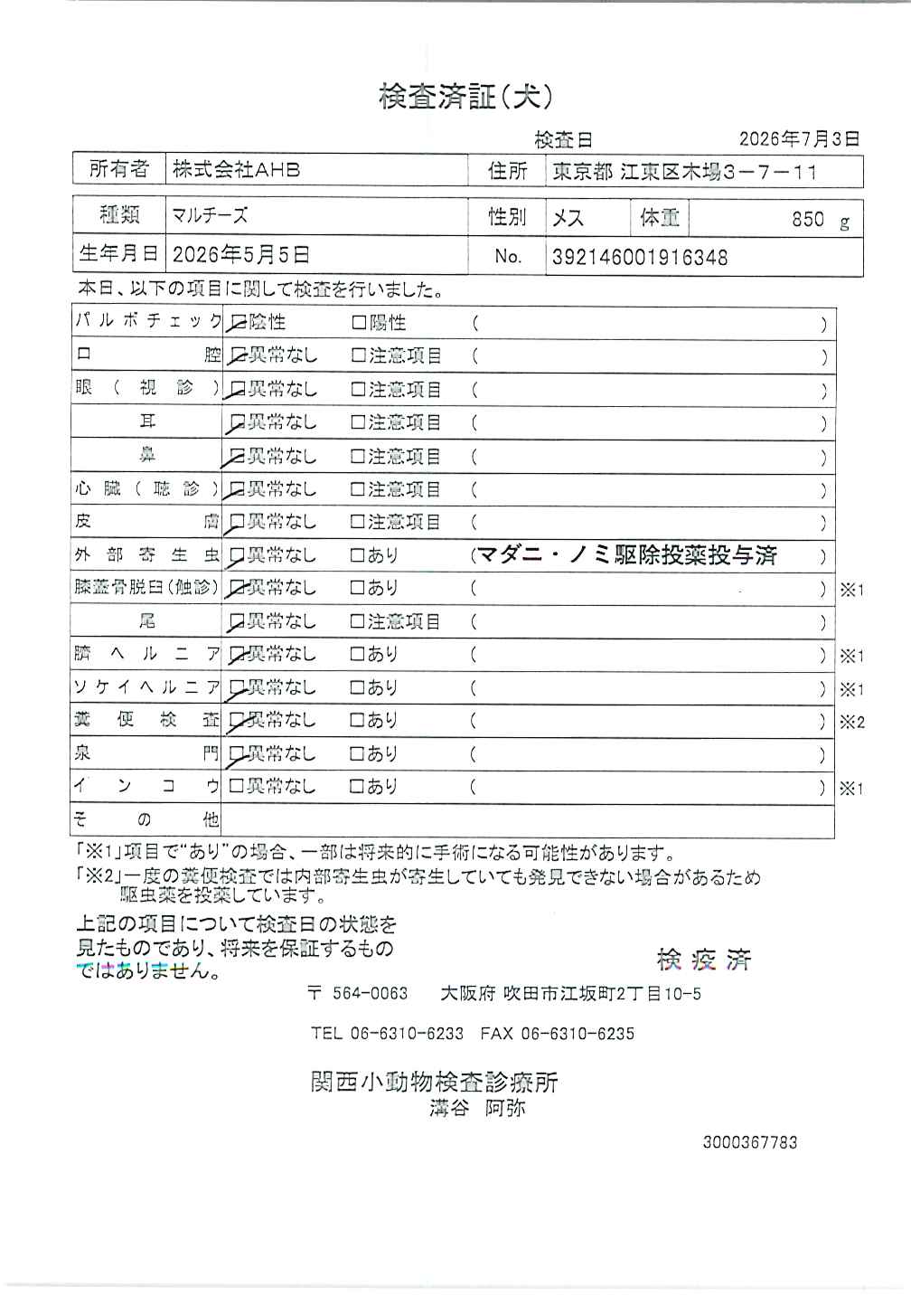 マルチーズ