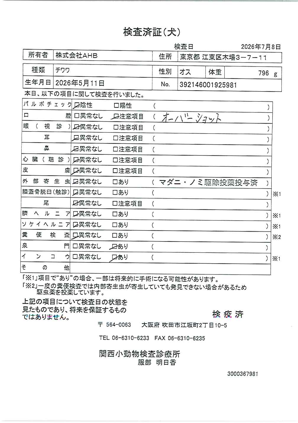 チワワ