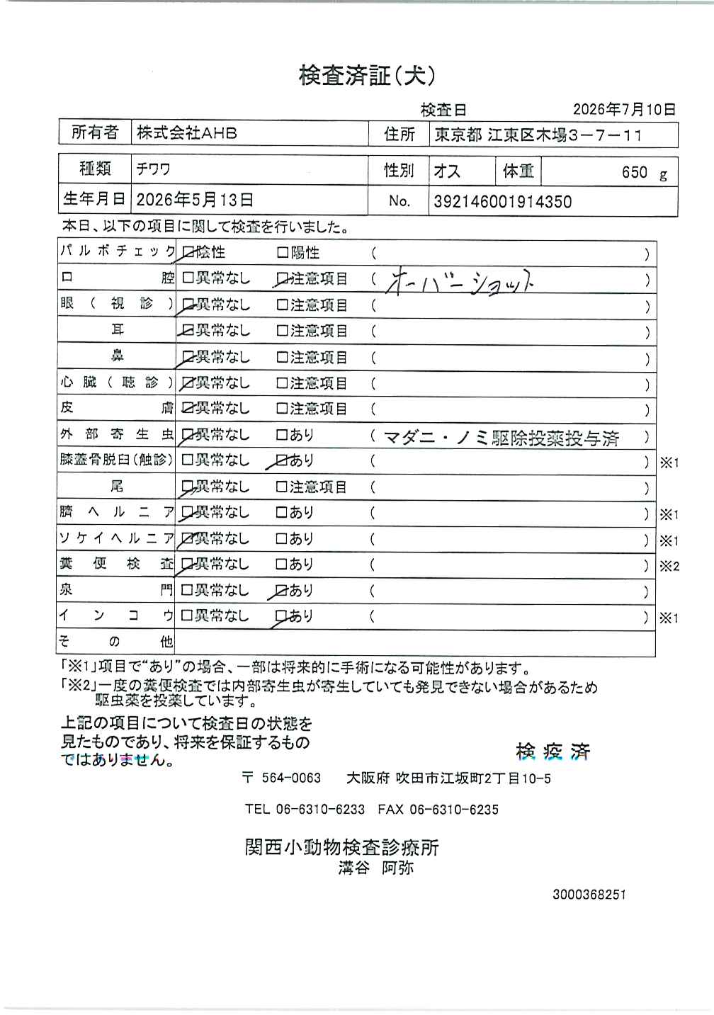 チワワ