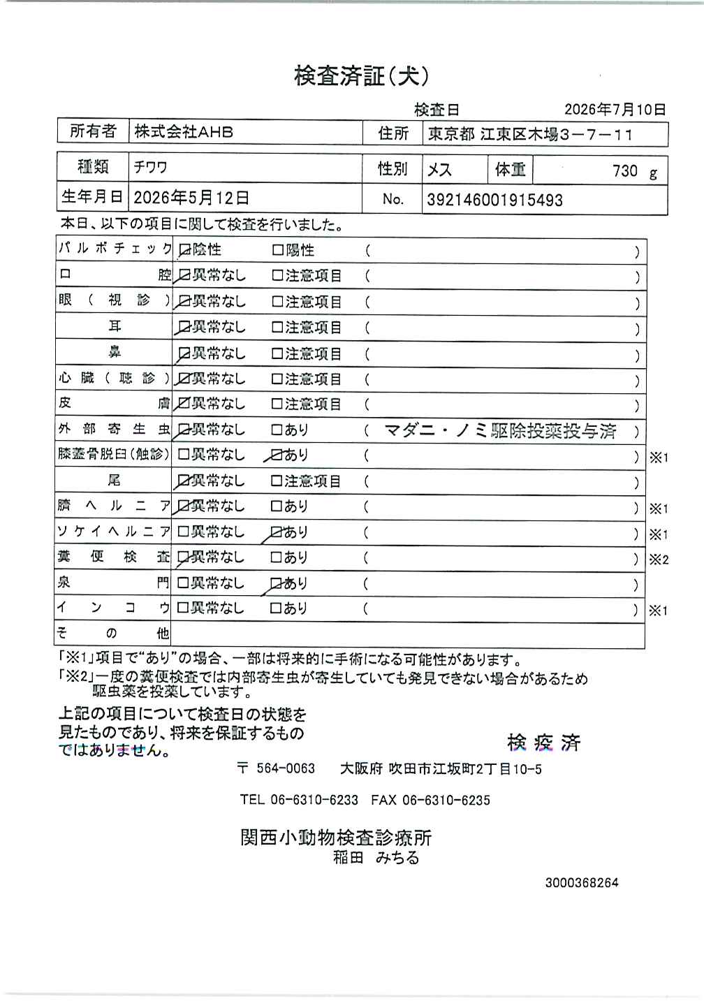 チワワ