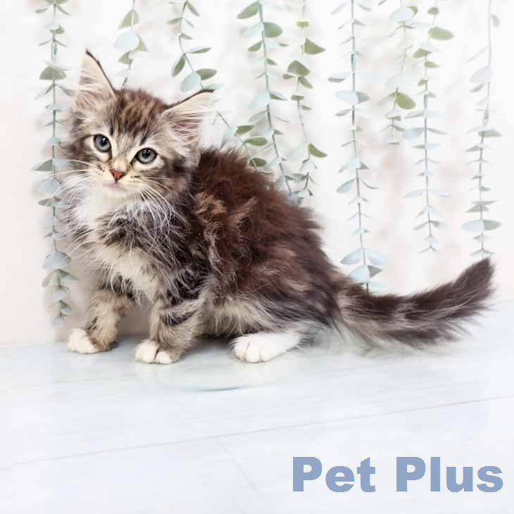ノルウェージャンフォレストキャットの写真2