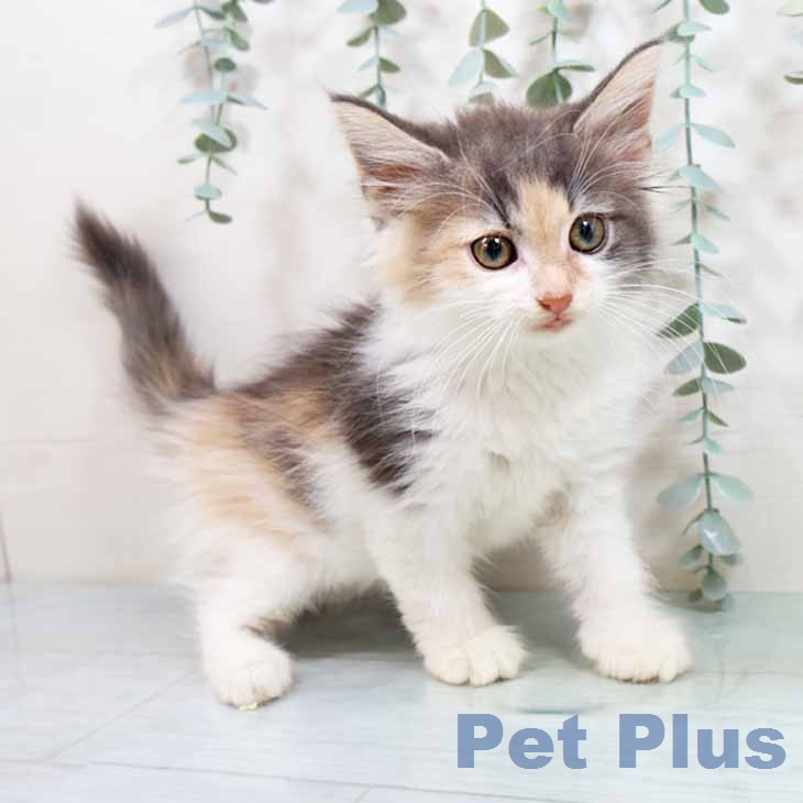 ノルウェージャンフォレストキャット