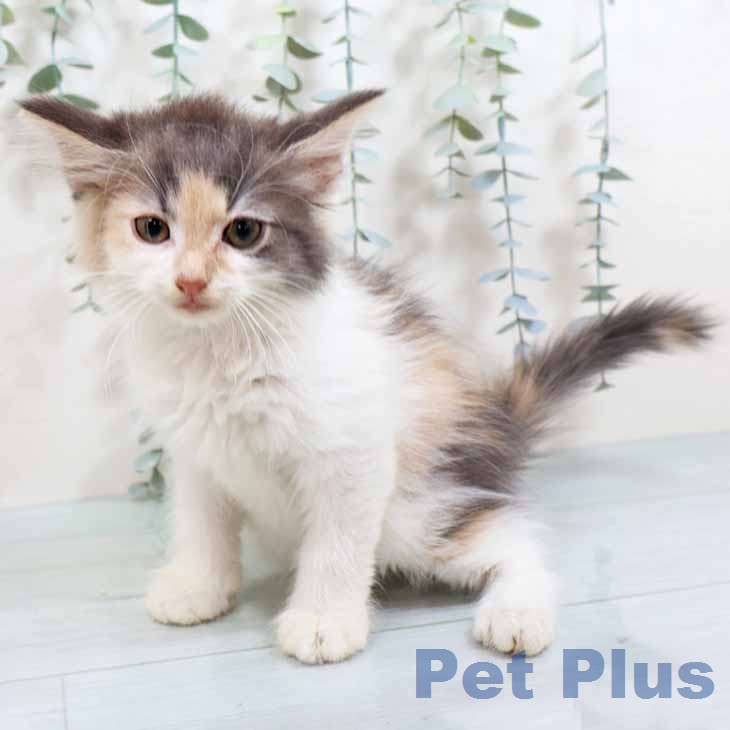 ノルウェージャンフォレストキャットの写真2