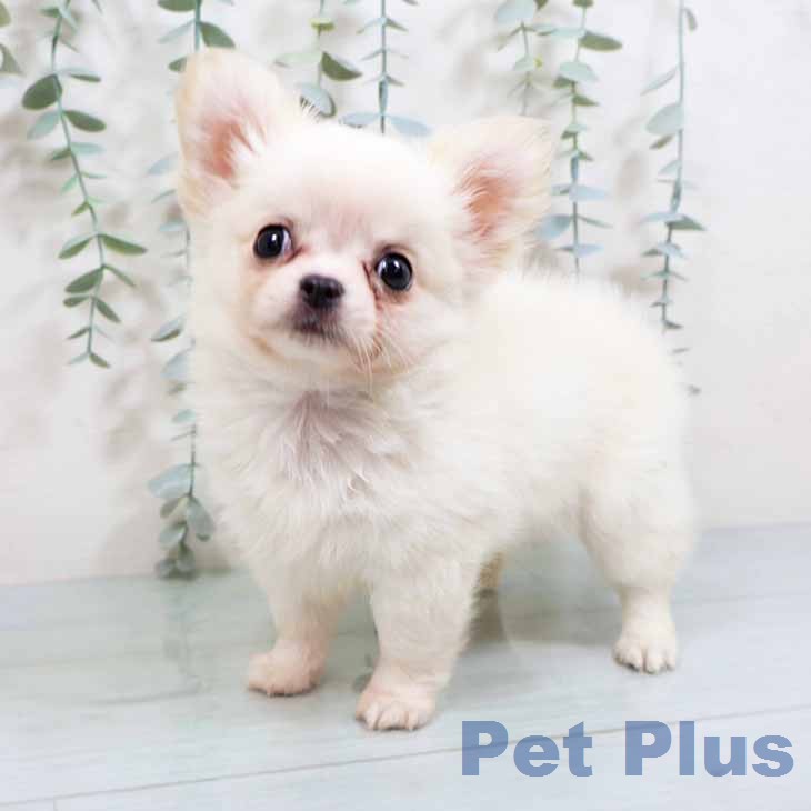 チワワ