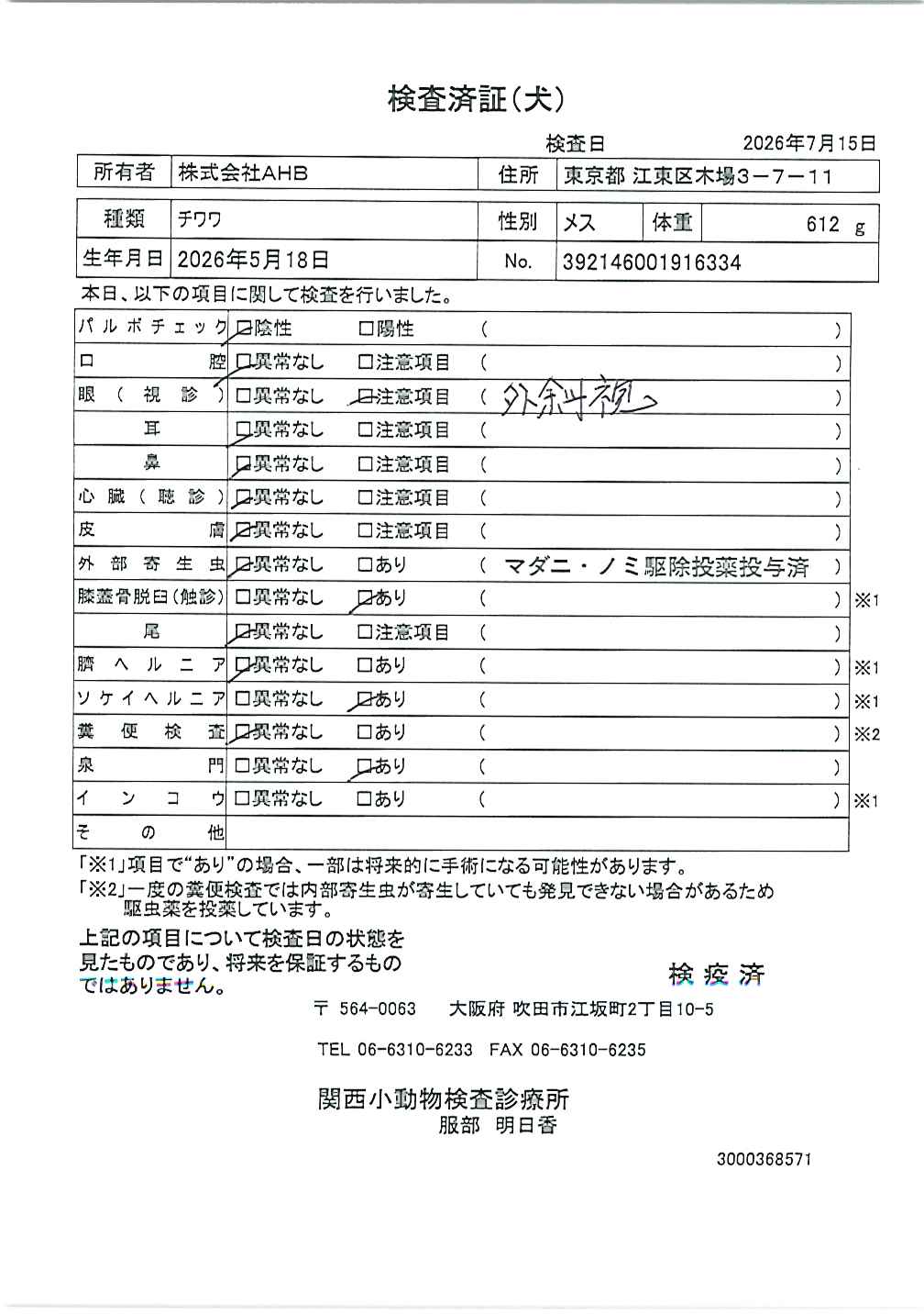 チワワ