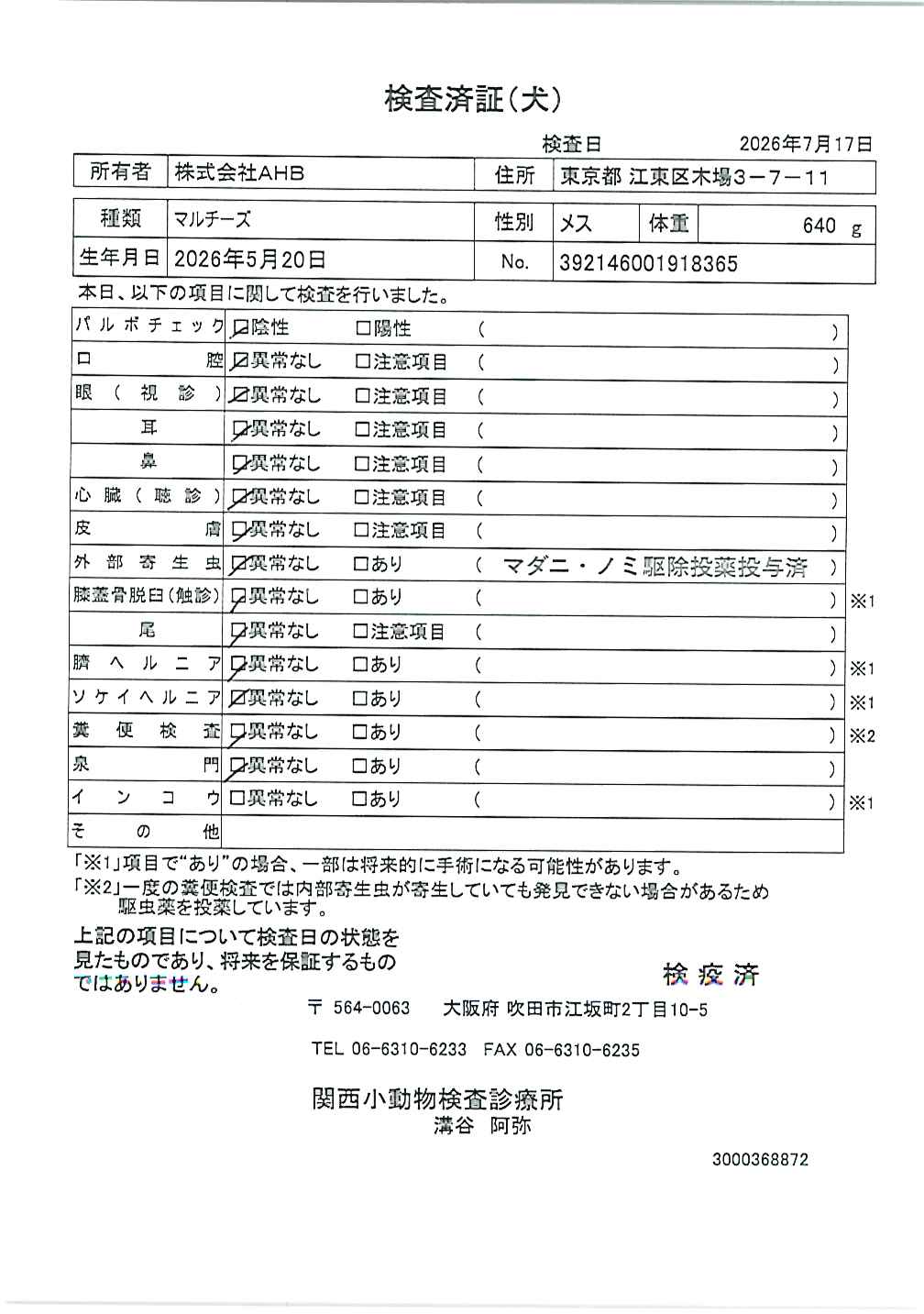 マルチーズ