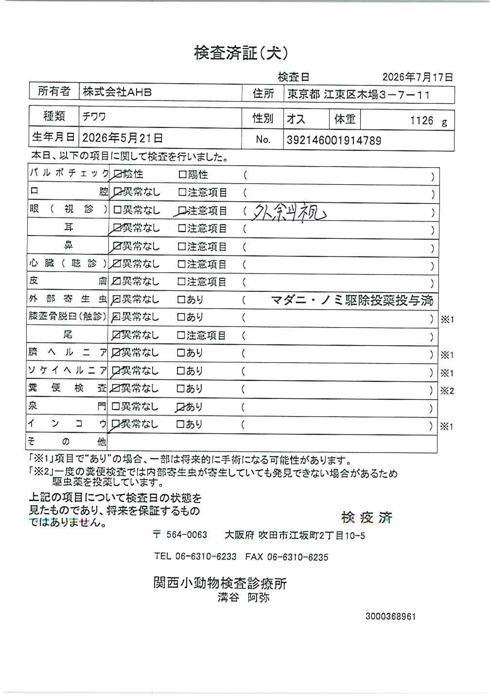 チワワ