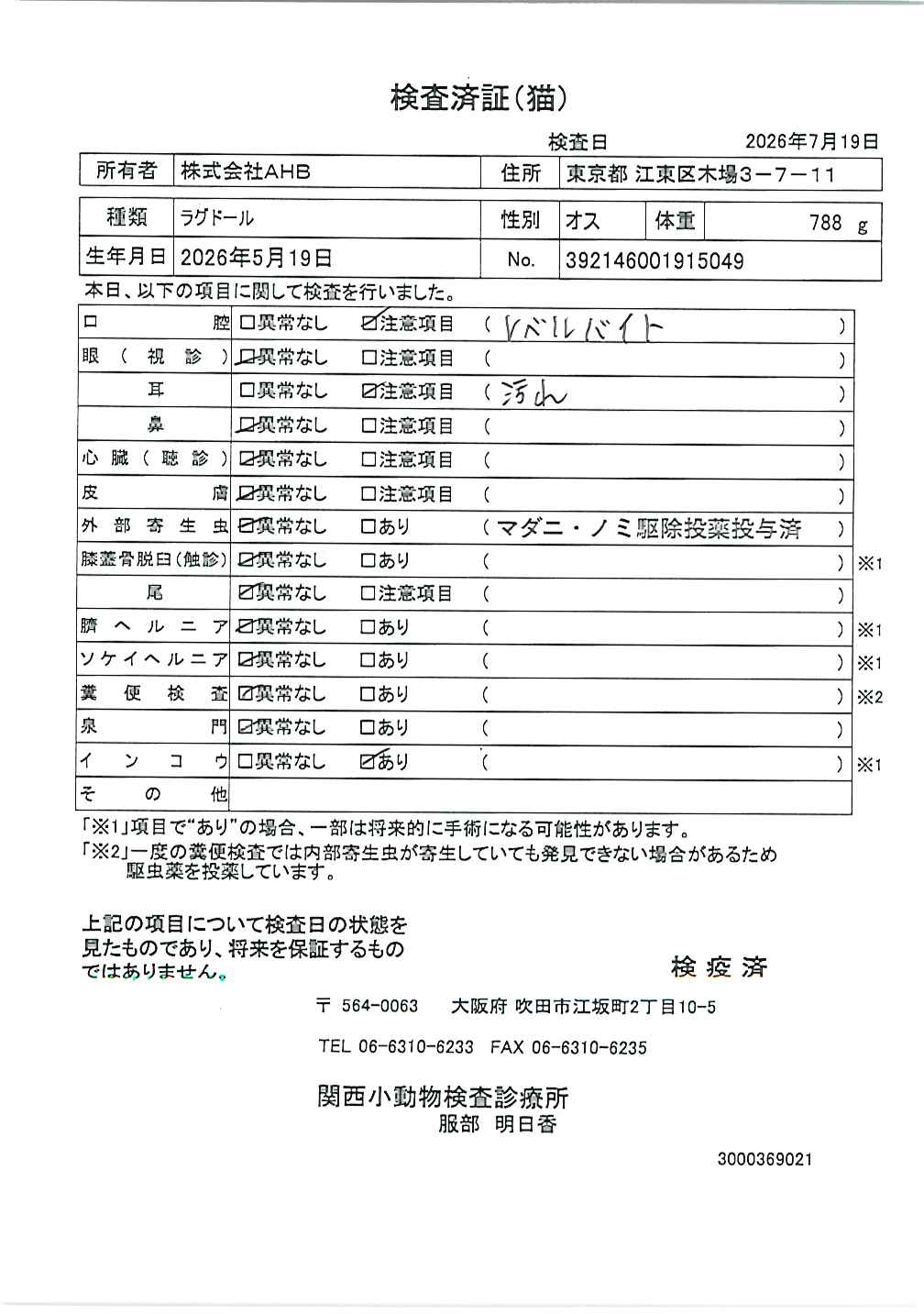 ラグドール