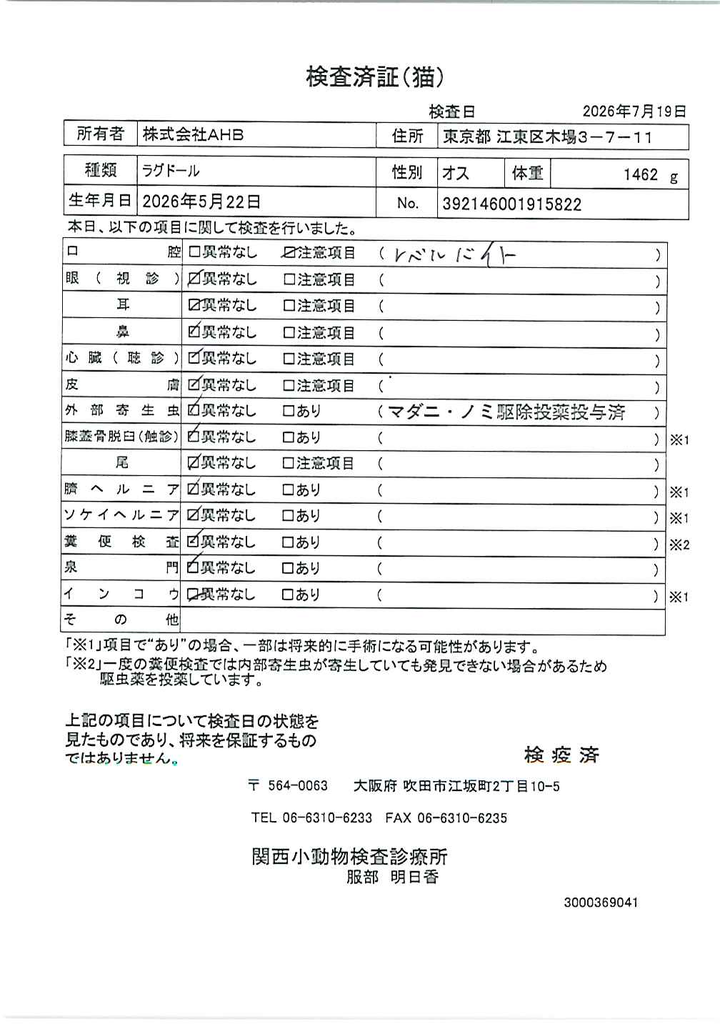 ラグドール