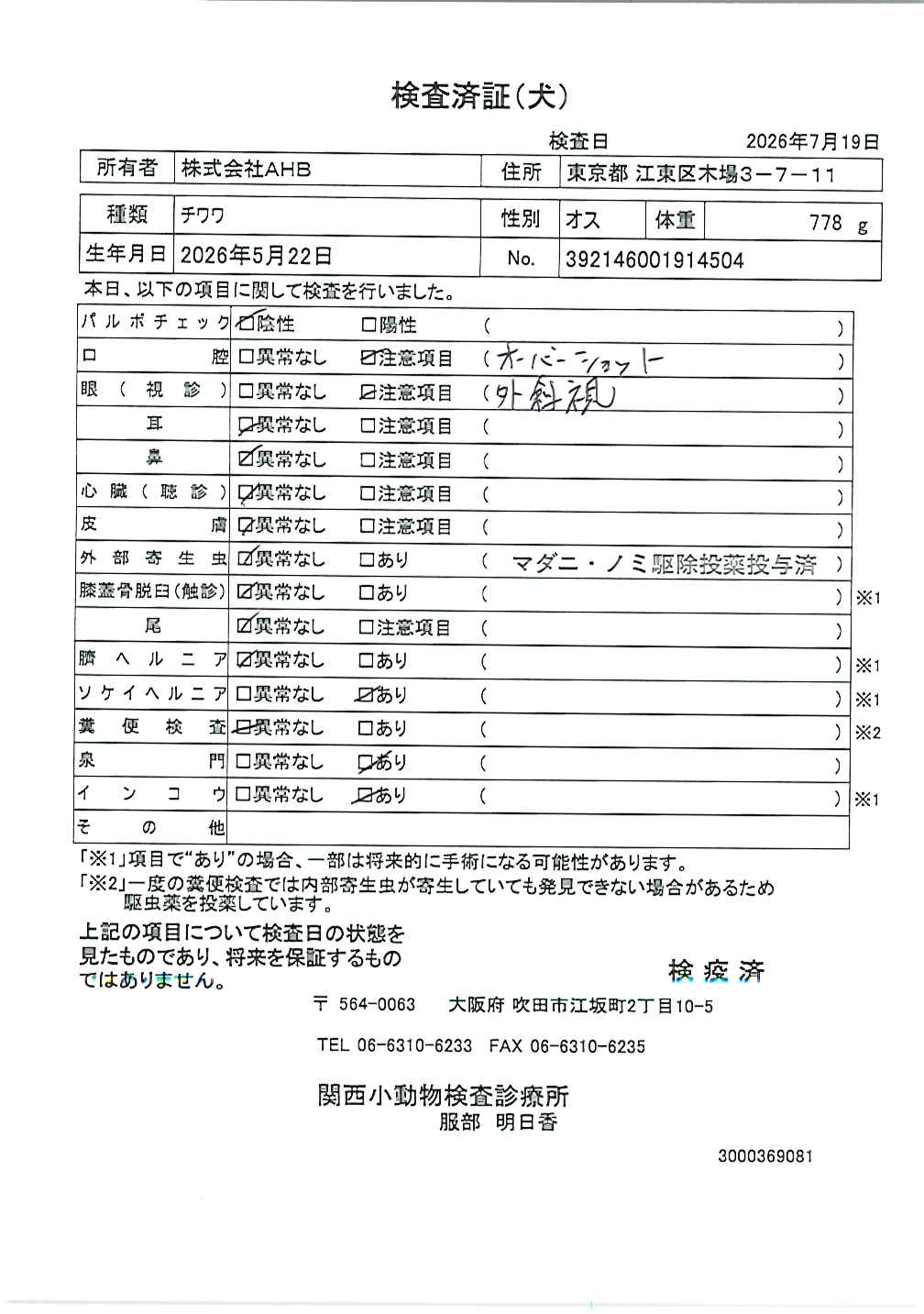 チワワ