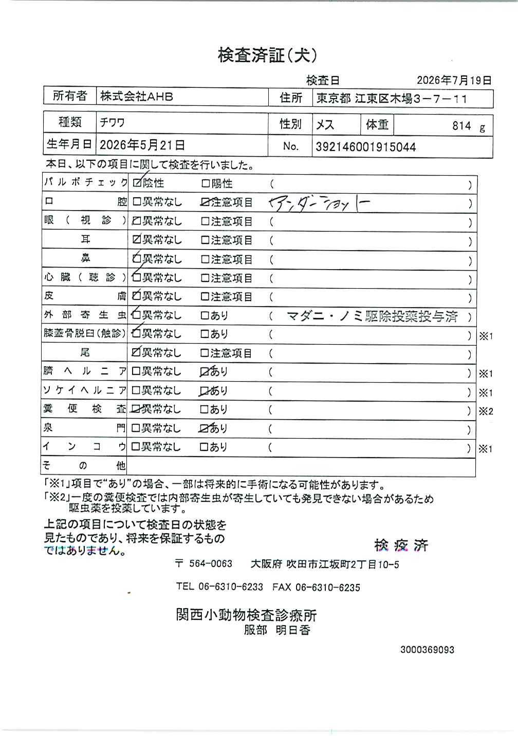チワワ
